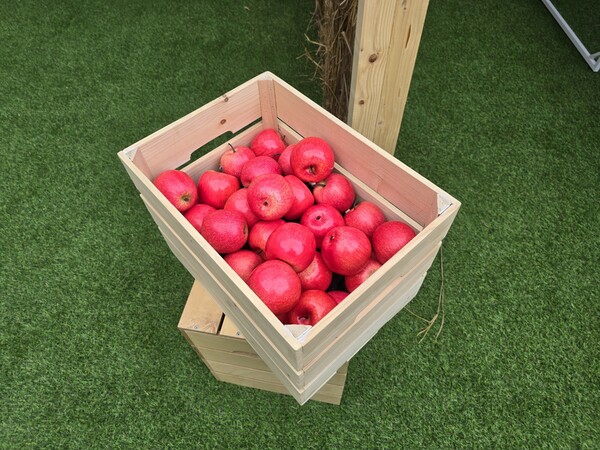 - "진짜 사과를 던지는 것은 아니니 안심하라고"